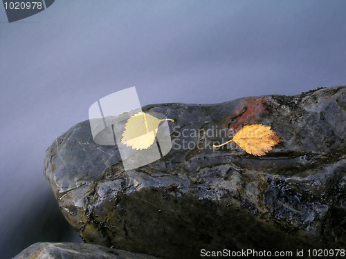 Image of Colorful leaves isolated on stone 