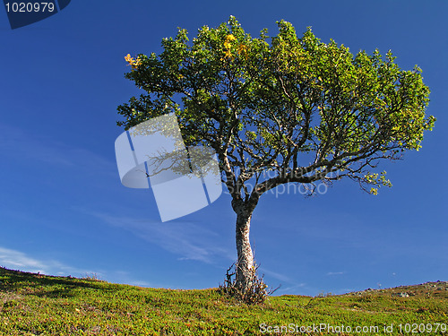 Image of Lonely tree with clear sky