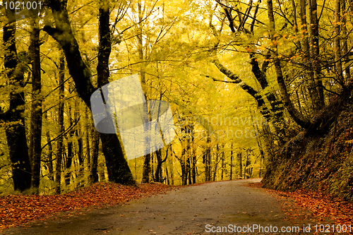 Image of Autumn landscape