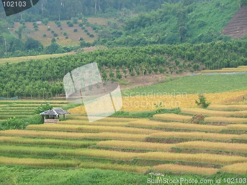 Image of rice fields