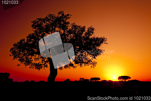 Image of Trees Silhouette