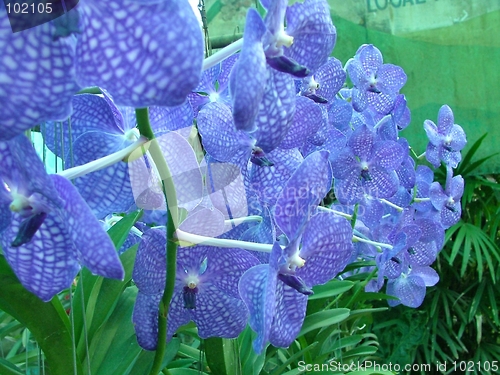 Image of orchids