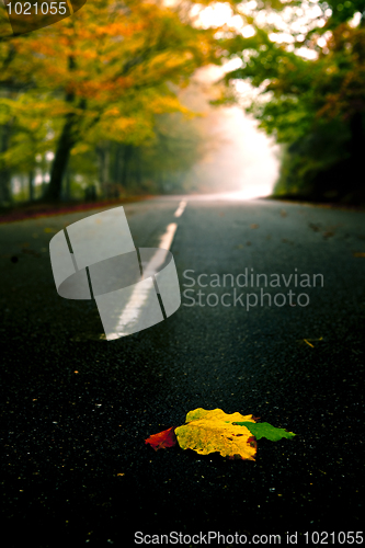 Image of Leafs on the road