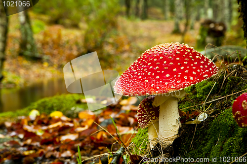 Image of  Amanita poisonous mushroom