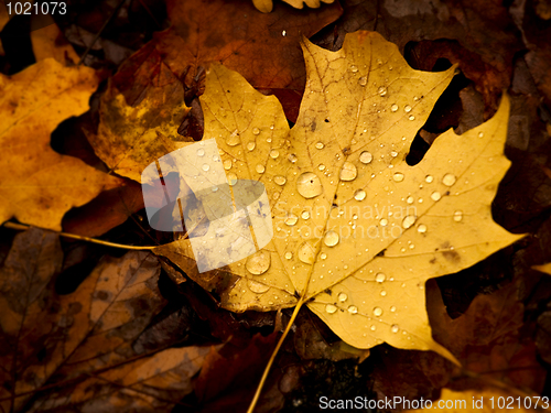 Image of Autumn leaf
