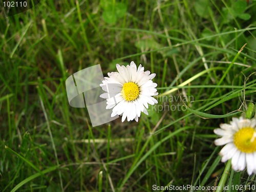 Image of White Flower