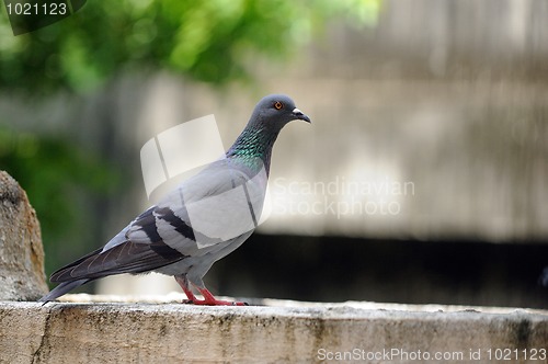 Image of Pigeon