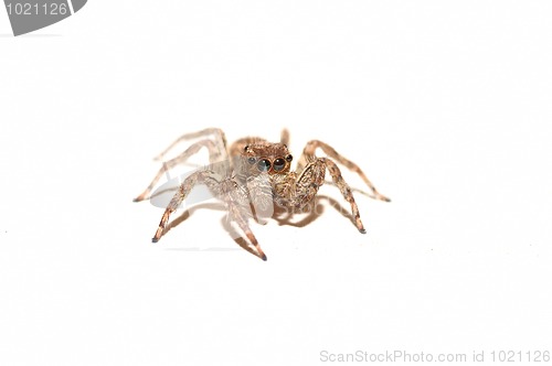 Image of Spider