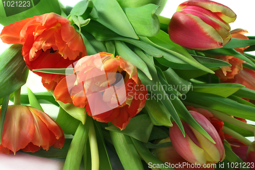 Image of Tulips