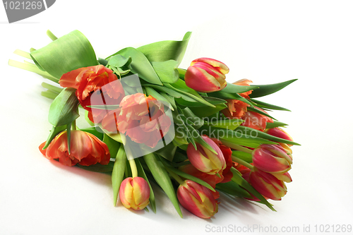 Image of Tulips