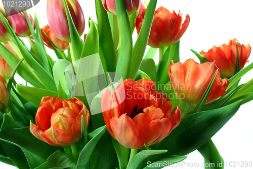 Image of Tulips
