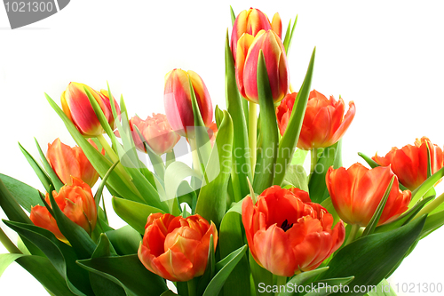 Image of Tulips