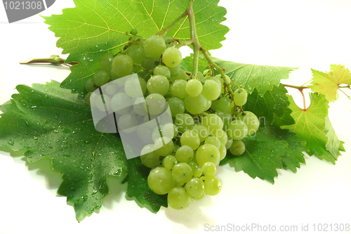 Image of Grapes