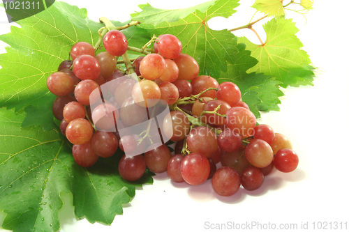 Image of Grapes