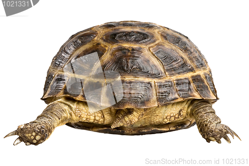Image of turtle back
