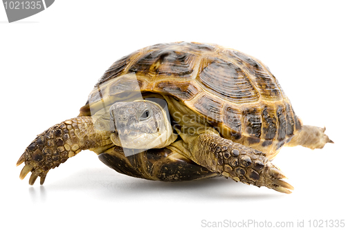 Image of turtle