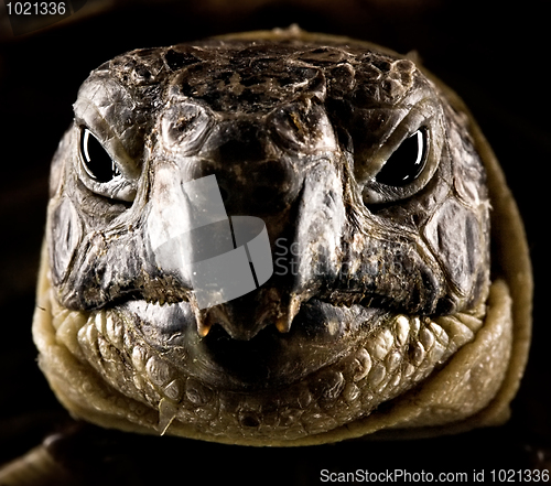Image of turtle portrait