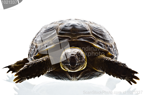 Image of tortoise