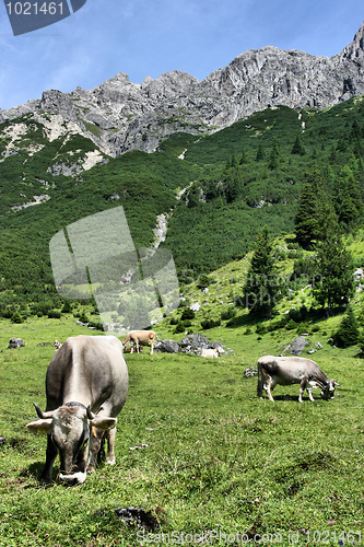 Image of Tirol cows