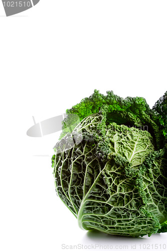 Image of fresh savoy cabbage