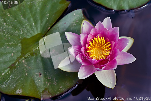 Image of Water Lily in a pond