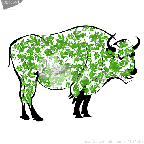 Image of buffalo
