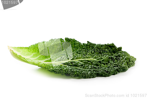 Image of fresh savoy cabbage leaf