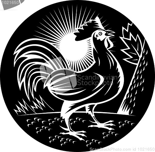 Image of Rooster cockerel crowing