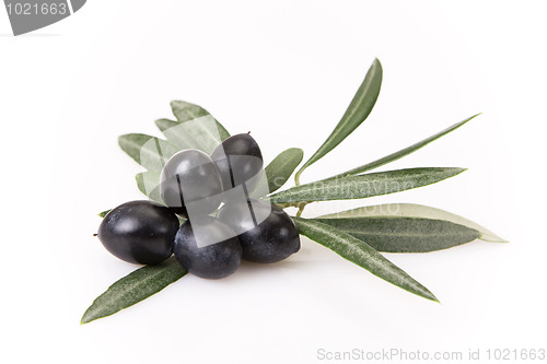 Image of Olive