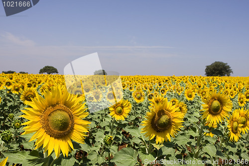 Image of sunflowers