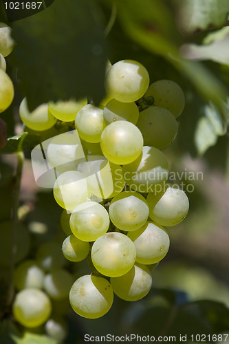 Image of Grape