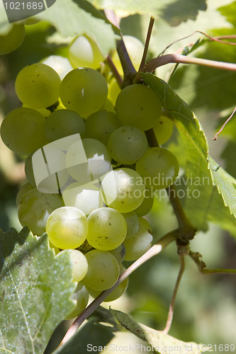 Image of Grape