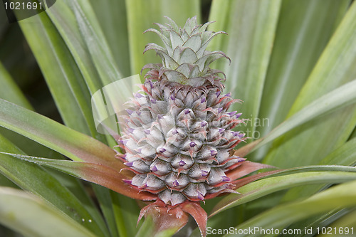 Image of Pinapple