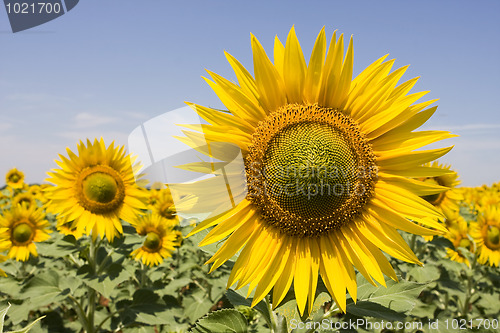 Image of Sunflower