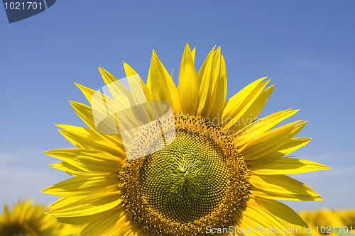 Image of Sunflower