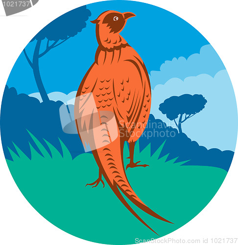 Image of Pheasant bird 