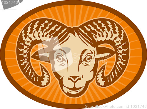 Image of Bighorn sheep ram head