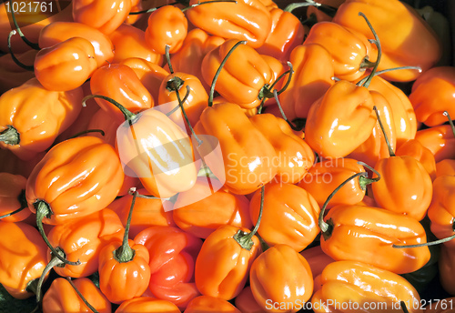 Image of peperoni
