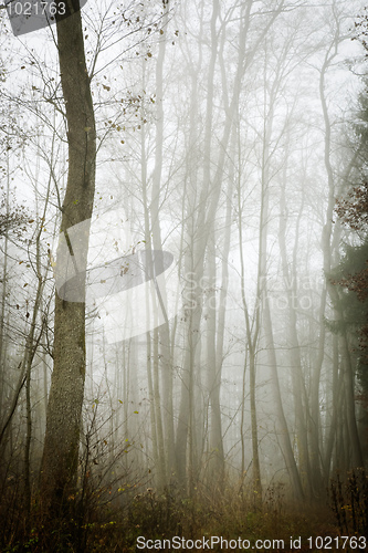 Image of nebel