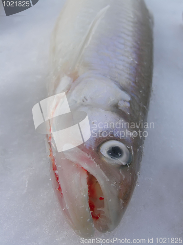 Image of Fish Smelt