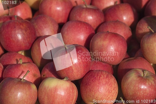 Image of rosy red apples