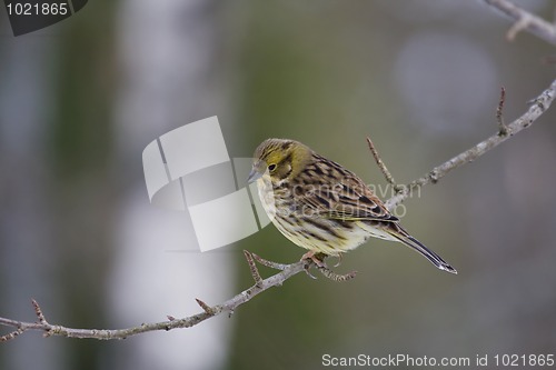 Image of Yellowhammer