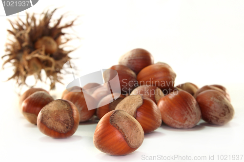 Image of Hazelnut