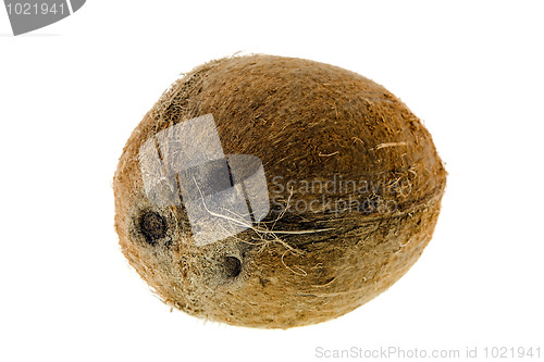 Image of Coco