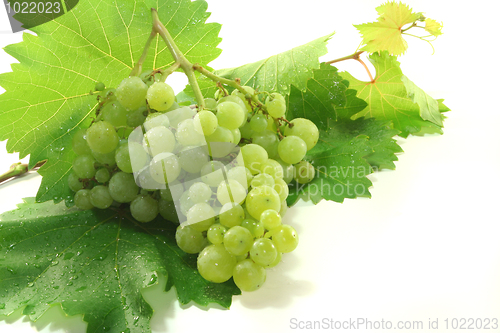 Image of bright grapes