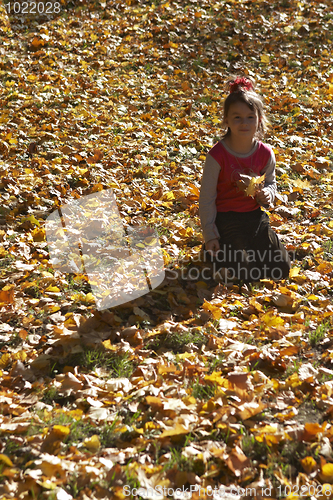 Image of Autumn yellow mood