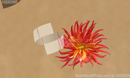 Image of red dahlia flower