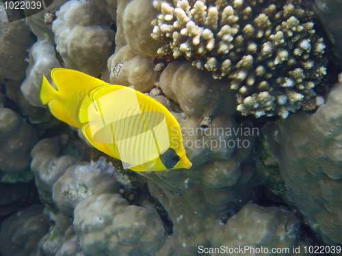 Image of Masked Butterfly Fish always in pair