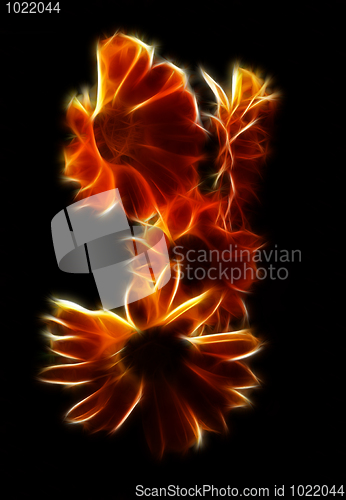 Image of Orange electric flower