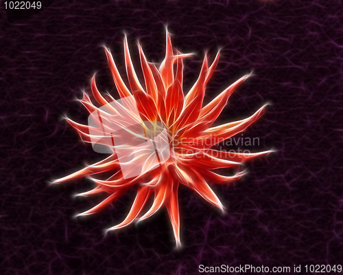 Image of Fractal red dahlia flower